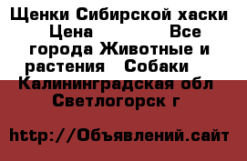 Щенки Сибирской хаски › Цена ­ 18 000 - Все города Животные и растения » Собаки   . Калининградская обл.,Светлогорск г.